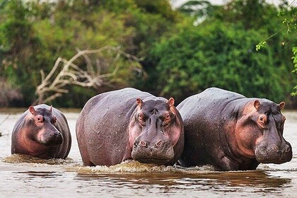 Day Trip Safari - Akagera National Park with Optional Lake Ihema Boat Safar...