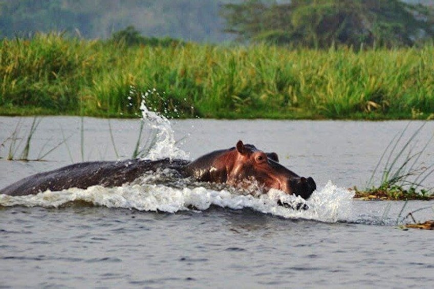 Day Trip - Akagera National Park with Optional Lake Ihema Boat Safari