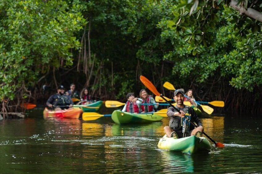 Through the mangrove forest