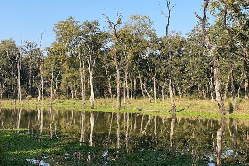 Natural jungle of Chitwan 