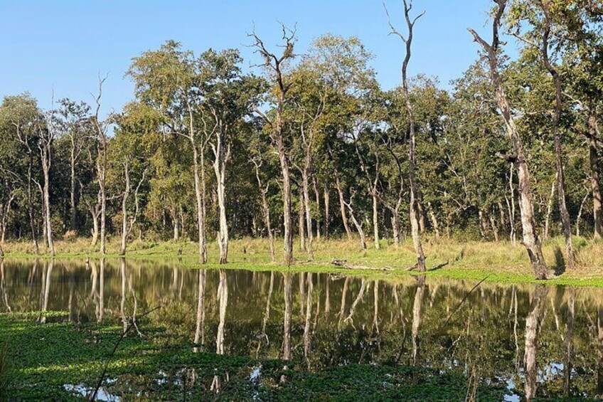 Natural jungle of Chitwan
