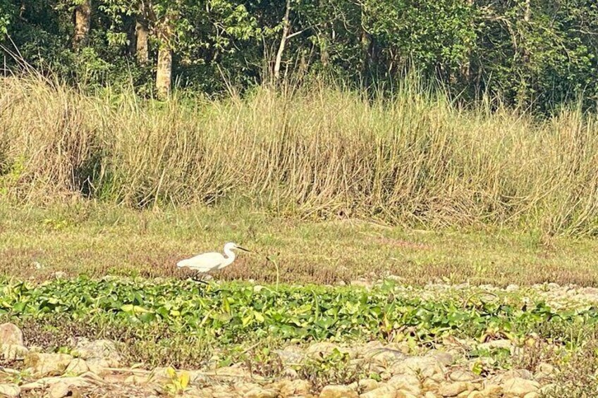 3 Nights 4 Days Comfortable Chitwan Safari Tour