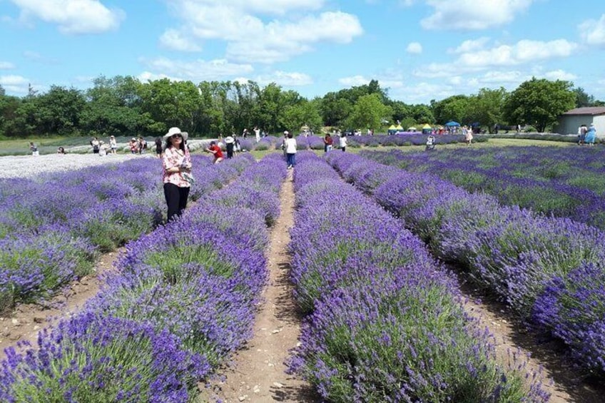 Full-Day Highlights of Prince Edward County Private Tour