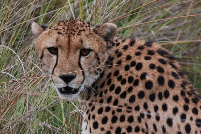 Cheetah, Moremi game reserve.