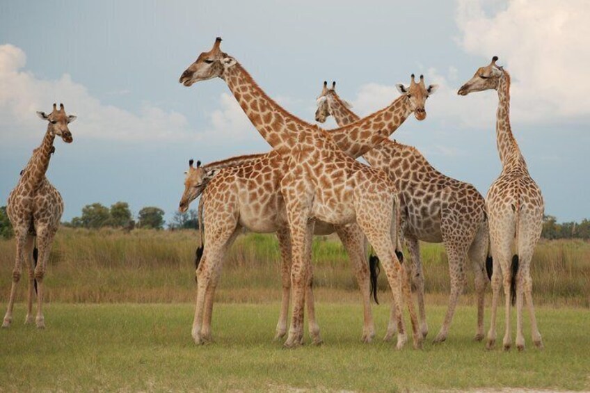 Watch my back i watch yours, a tower of giraffes in the Okavango delta.