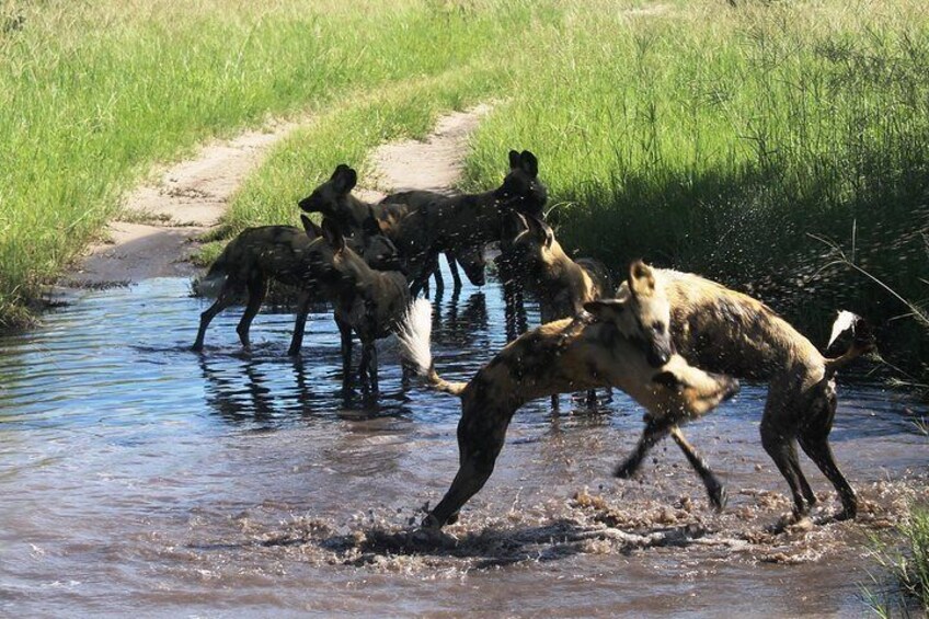 A pack of wild dogs cooling themselves and playing, Savute.