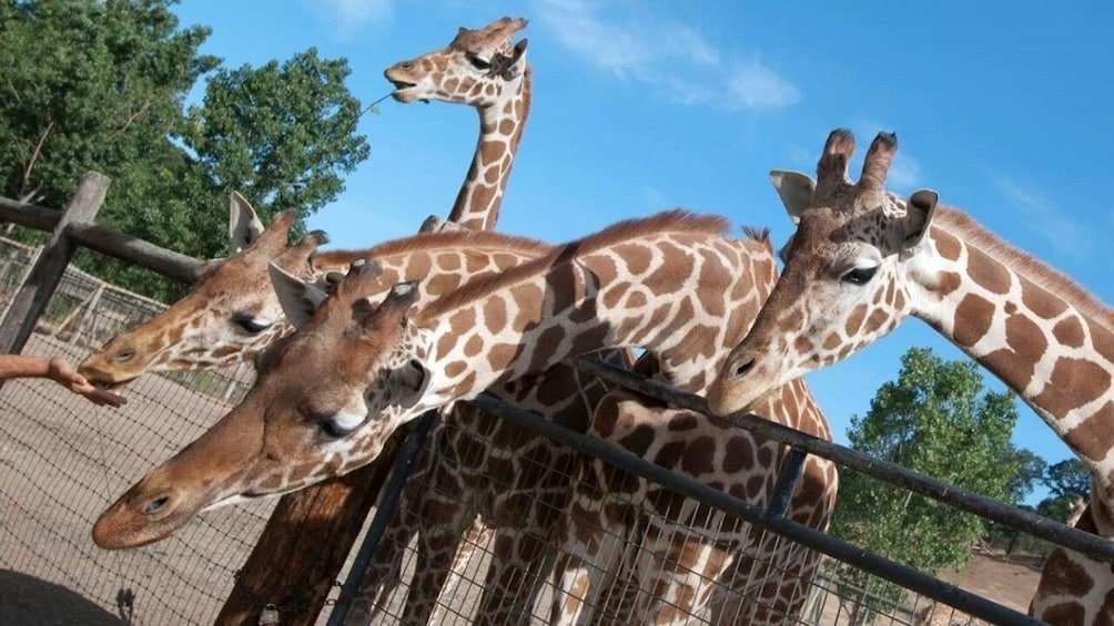 African Savanna Excursion