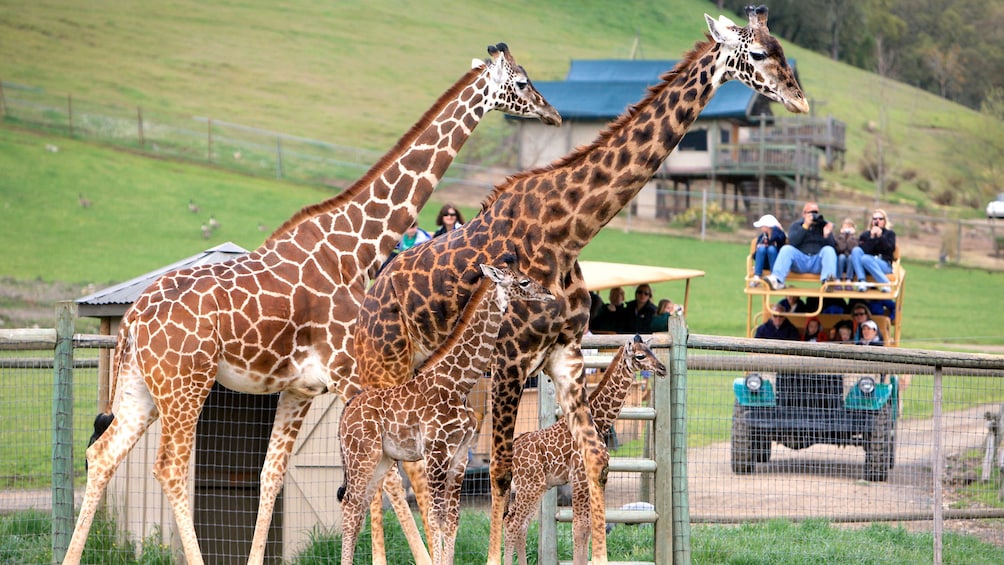 View of a family of giraffes and a tour group on a safari tour in San Francisco 