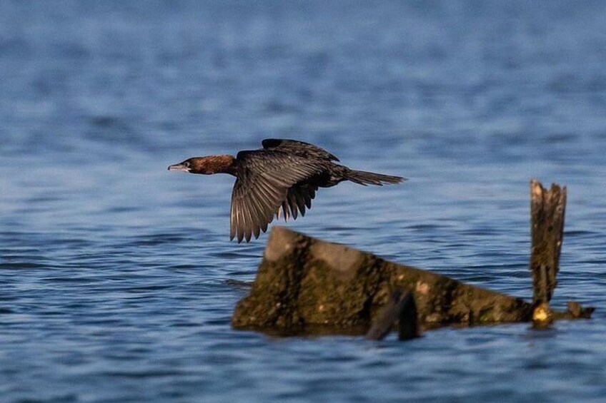 Pygmy Cormorant
Ph: @alessandrozaffi