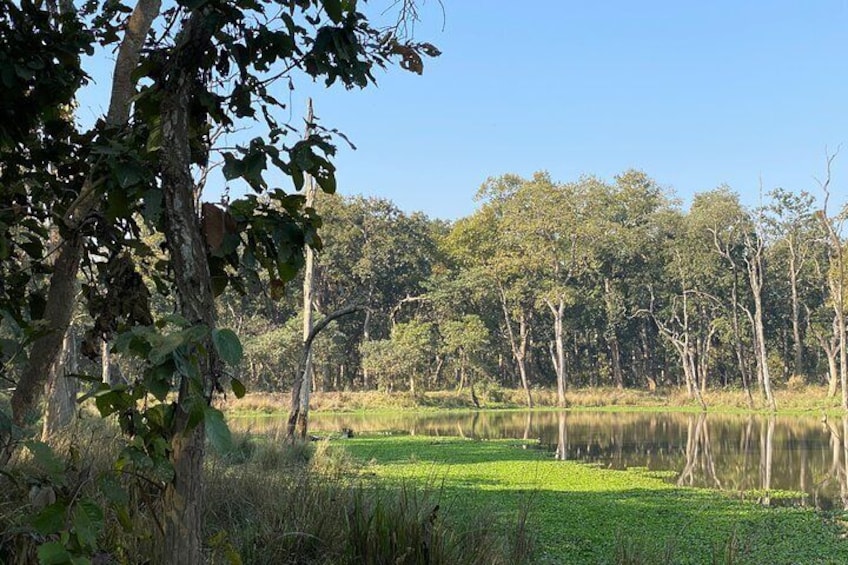 Nature Walk in Chitwan Jungle Safari with Guide