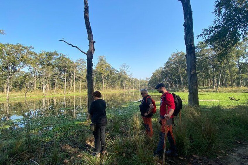 Nature Walk in Chitwan Jungle Safari with Guide