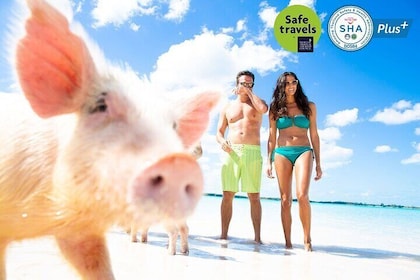 Schweinefütterung, Kajakfahren, Schnorchelausflug auf Pig Island mit dem Sc...
