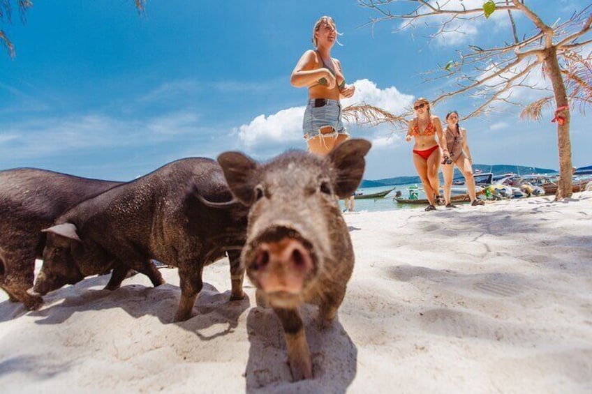 Pig Feeding, Kayaking, Snorkeling Trip at Pig Island By Speedboat From Koh Samui