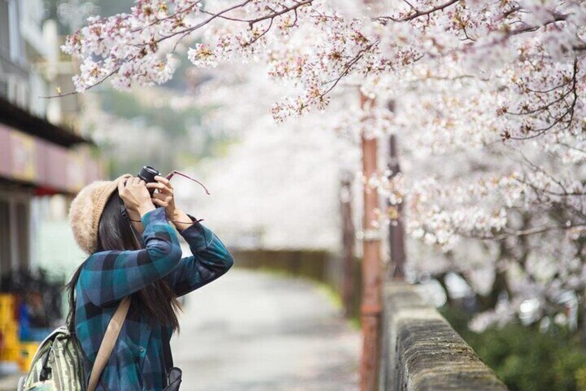 Kyoto Unveiled: A Tale of Heritage, Beauty & Spirituality