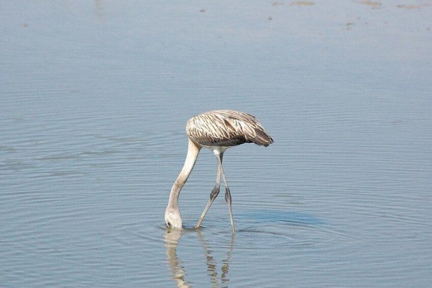 Doñana National Park, El Rocio and Matalascañas