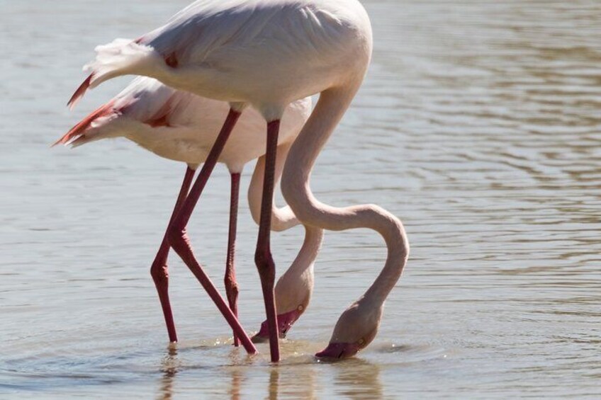 Doñana National Park, El Rocio and Matalascañas
