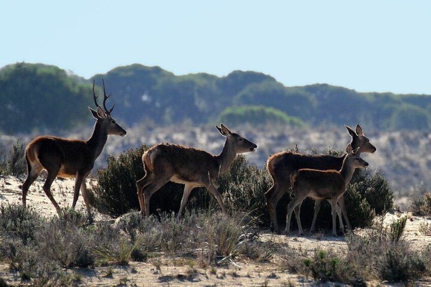 Doñana National Park, El Rocio and Matalascañas