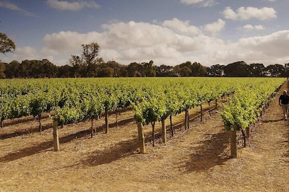 Private Langhorne Creek Wine Region Tour from Adelaide