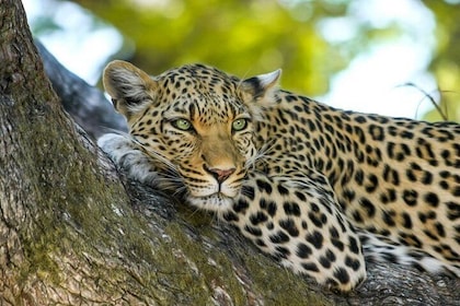 Yala National Park Safari fra Tissamaharama
