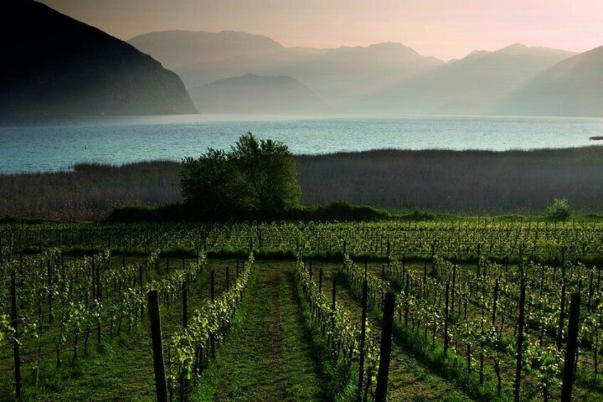 https://media-cdn.tripadvisor.com/media/attractions-splice-spp-720x480/0a/ed/aa/46.jpgFranciacorta: vineyard and Lake Iseo