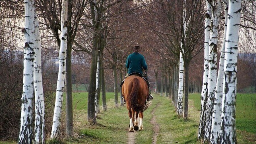 Horse ride in El Aljarafe