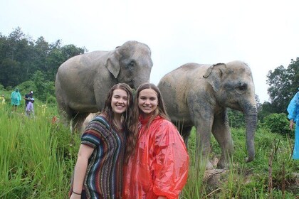 Chiang Mai Ethical Watching Elephant Sanctuary tour