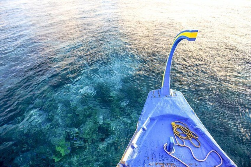 Dolphin Cruise in Dhiffushi