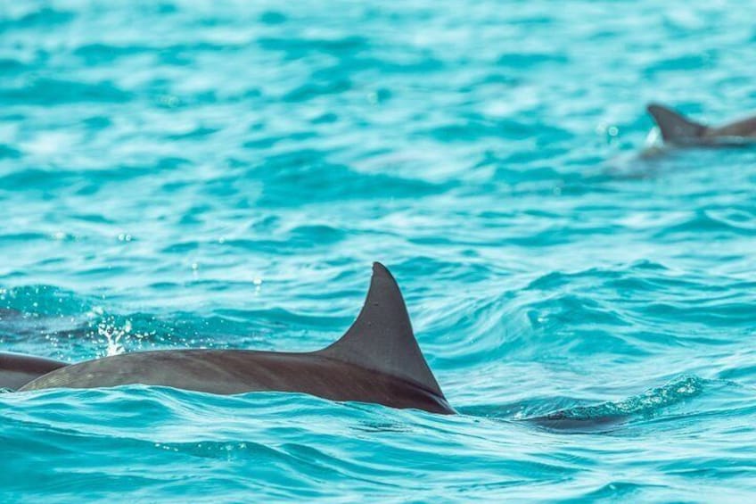 Dolphin Cruise in Dhiffushi