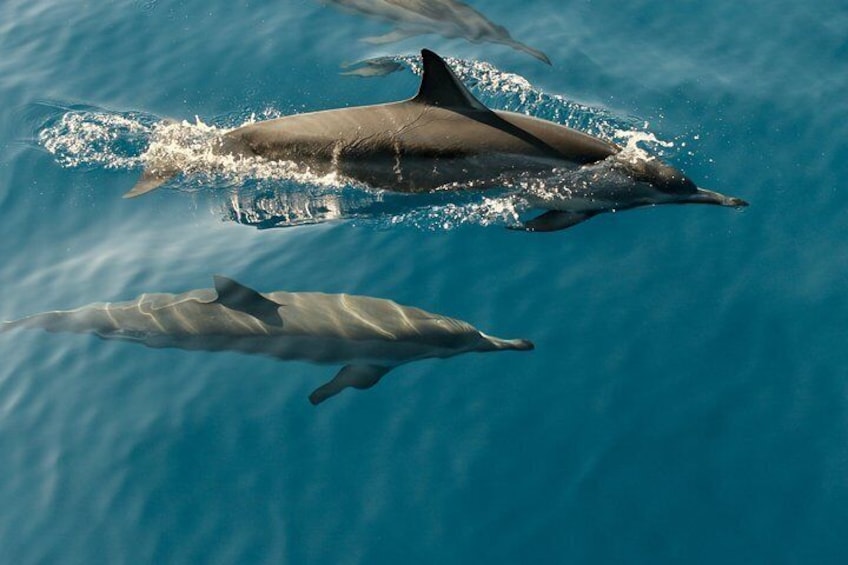 Dolphin Cruise in Dhiffushi