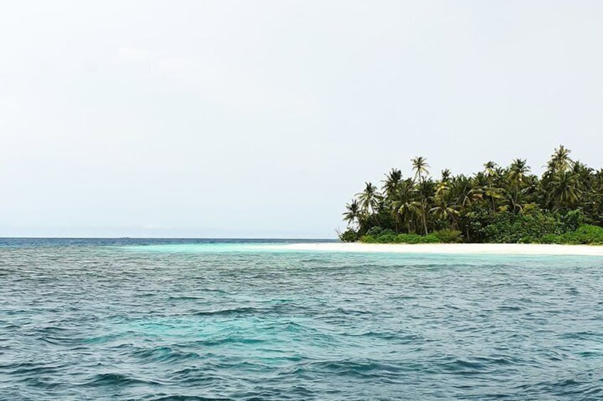 Dolphin Cruise in Dhiffushi