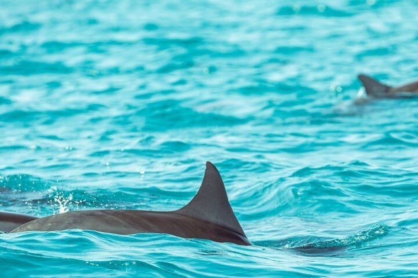 Dolphin Cruise in Huraa