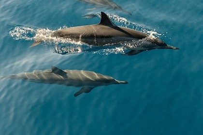 Dolphin Cruise in Huraa