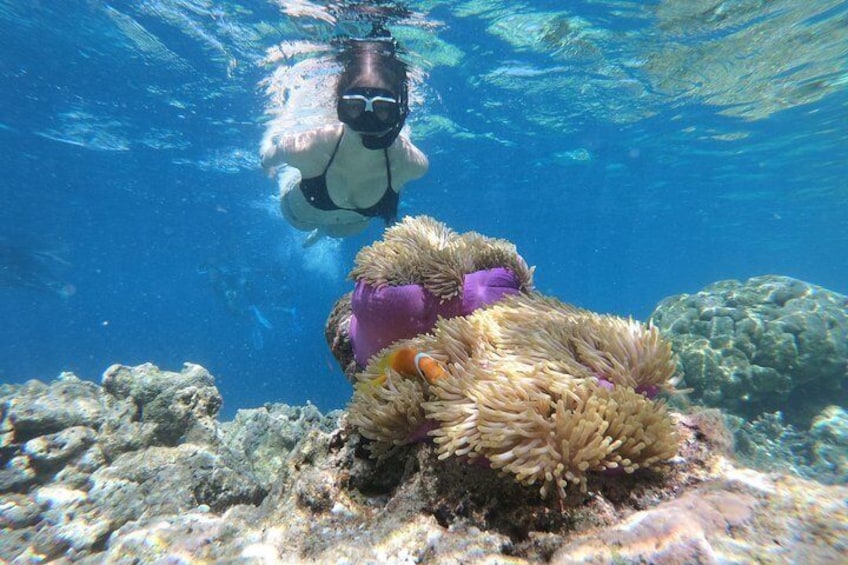 Snorkeling in Dhiffushi