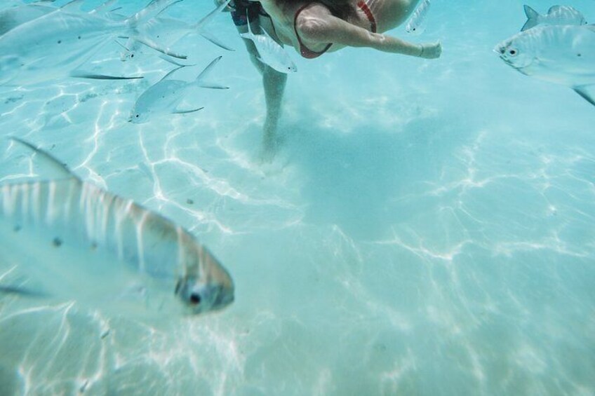 Snorkeling in Dhiffushi