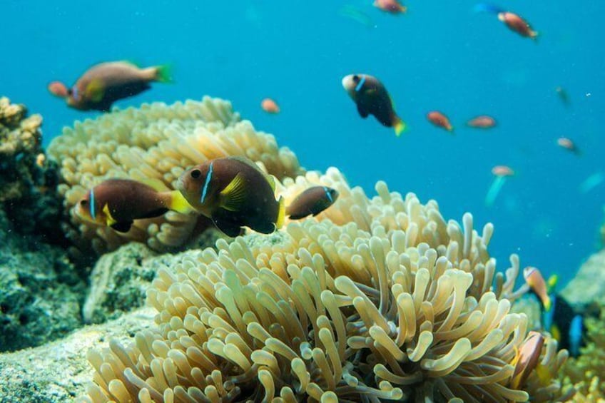 Snorkeling in Dhiffushi