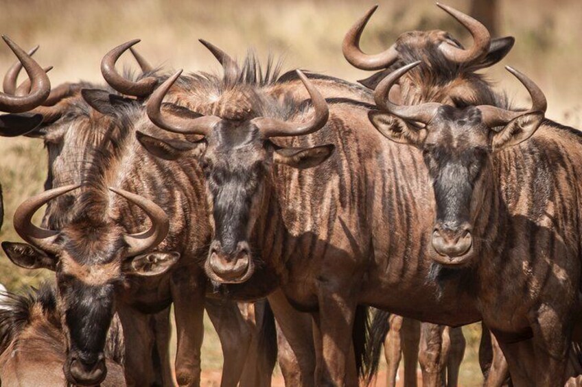Tanzania safari 1- Day - ARUSHA NATIONAL PARK VISIT Tanzania safari 1- Day - ARUSHA NATIONAL PARK VISIT