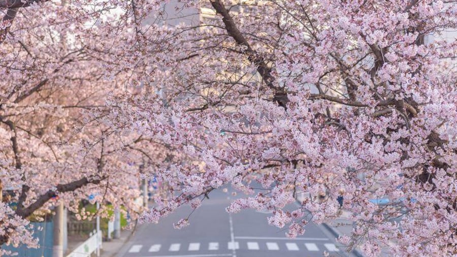 Romantic Tour In Saitama