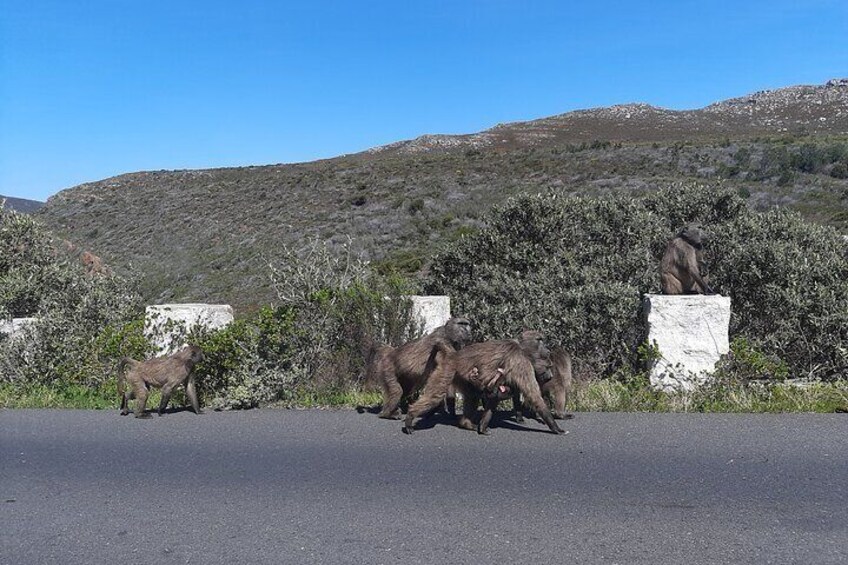 Table Mountain, Cape of good hope & Boulders Penguins Day Tour