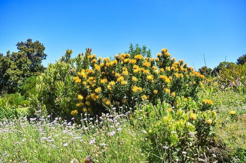 Cape of Good Hope and Boulders Beach full Day Private Tour