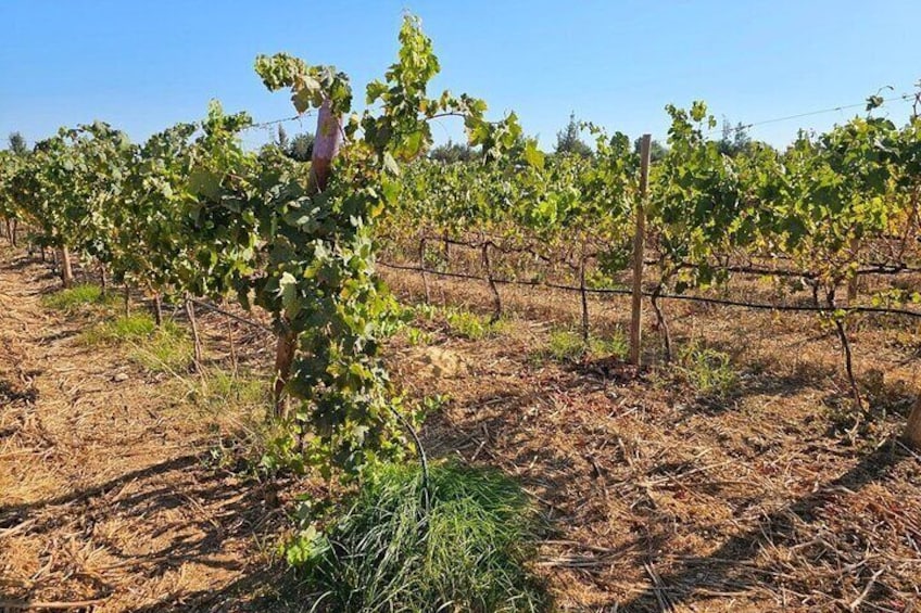 Tavira Tuk Tuk Tour: Historic Center & Wine Tasting