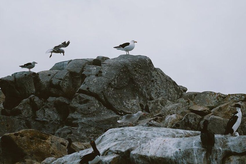 Sailing Ushuaia Beagle Channel in a yatch