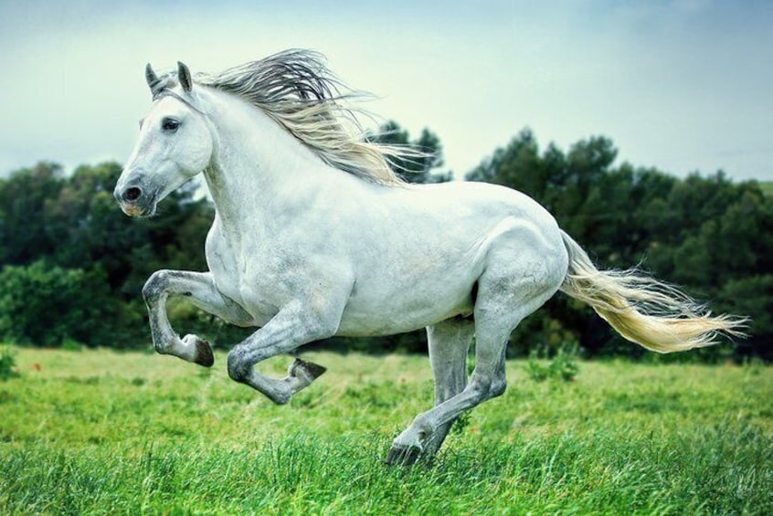 Equestrian Photography Class