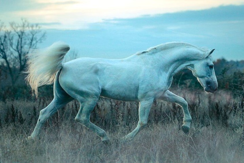 Equestrian Photography Class