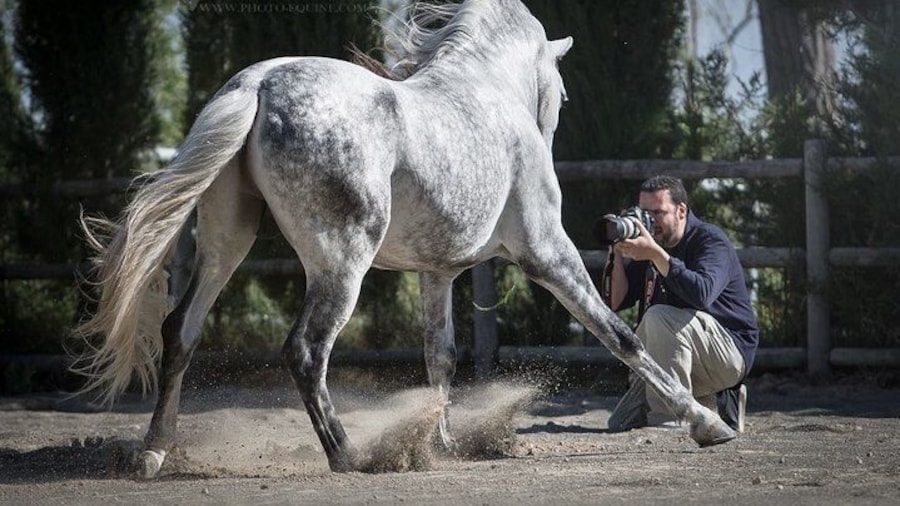 Equestrian Photography Class