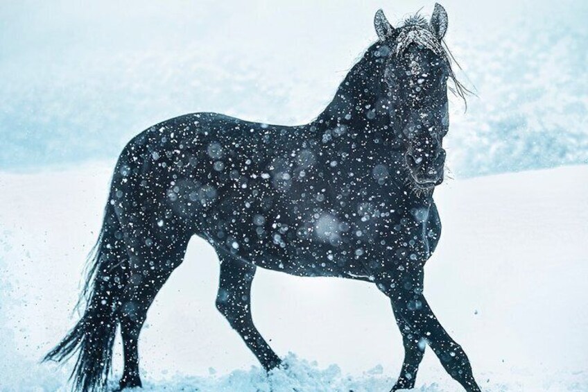 Equestrian Photography Class