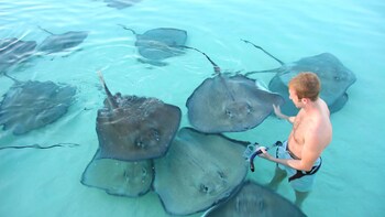 Stingray Sandbar & Rum Point Beach with Lunch
