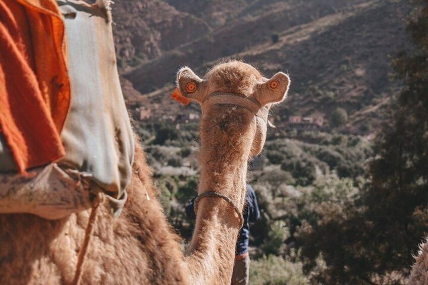 Full-Day Tour in Atlas Mountains and Agafay with Camel Ride