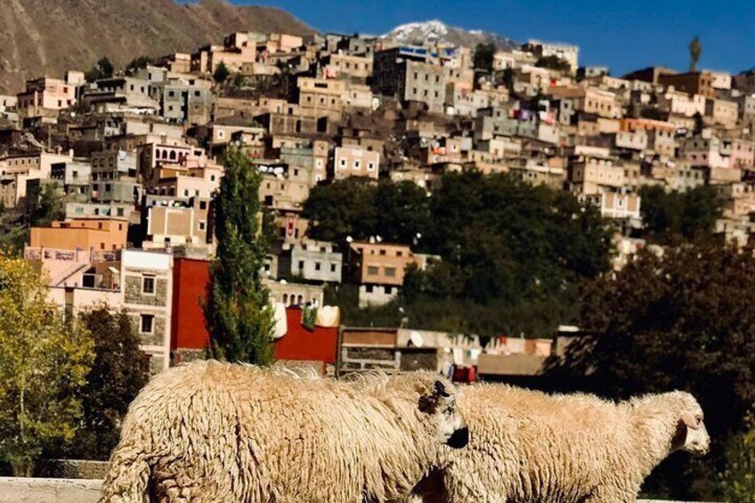 Full-Day Tour in Atlas Mountains and Agafay with Camel Ride