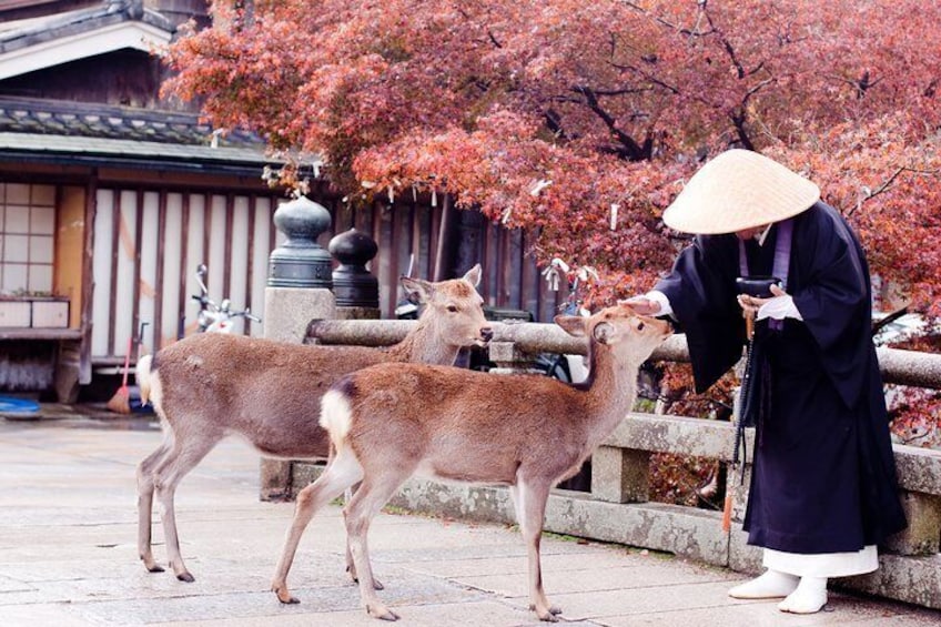  Romantic Tour In Nara