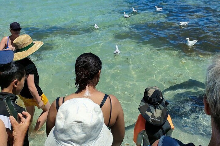 Encounter with lovely stingray at Hamelin Bay